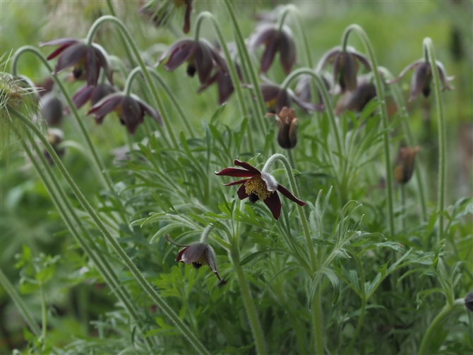 ILiOT,?pasqueflower