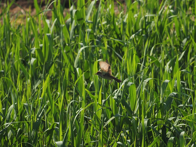 IIVL,Oriental Reed Warbler