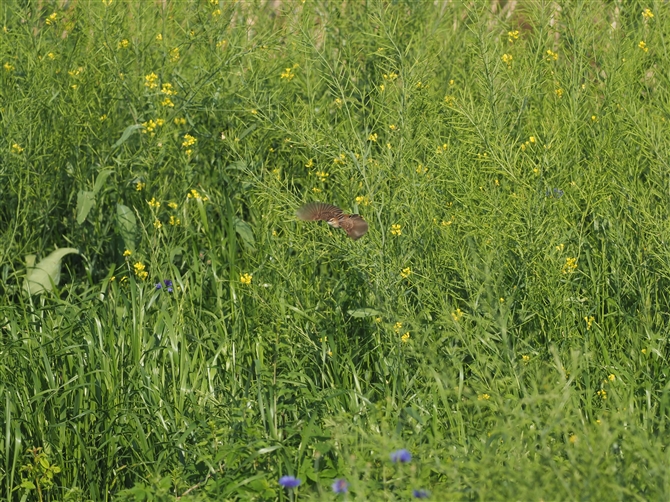 ZbJ,Zitting Cisticola