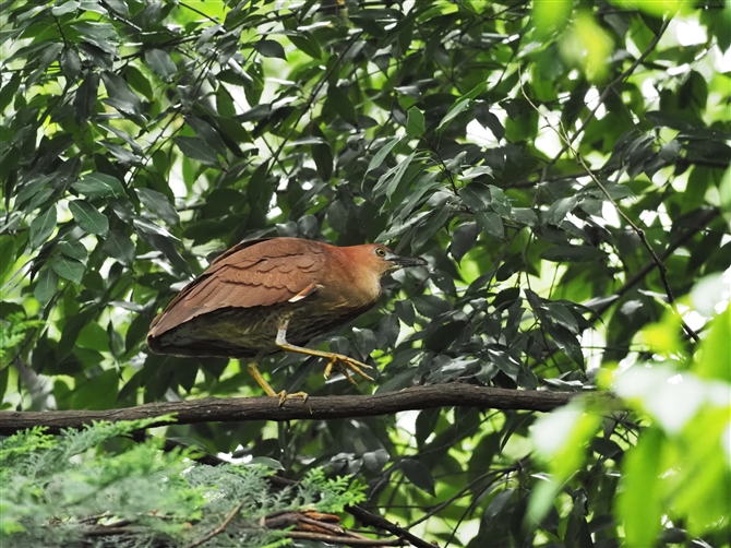 ~]SC,Japanese Night Heron