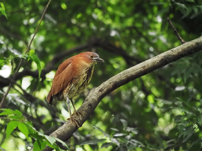 ~]SC,Japanese Night Heron