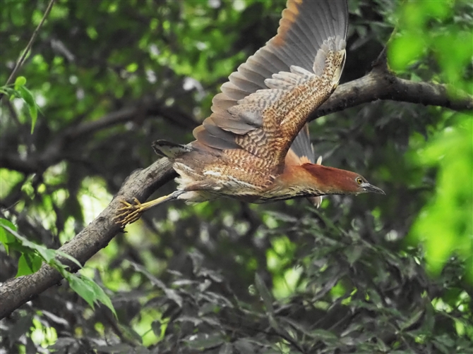 ~]SC,Japanese Night Heron