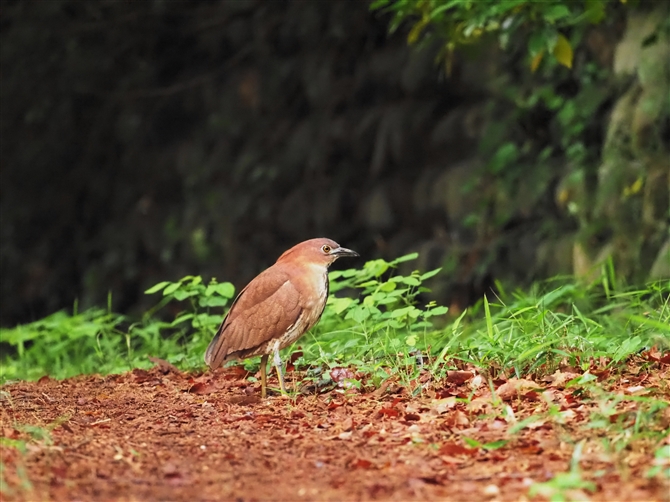 ~]SC,Japanese Night Heron