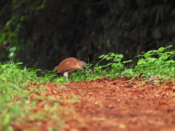 ~]SC,Japanese Night Heron