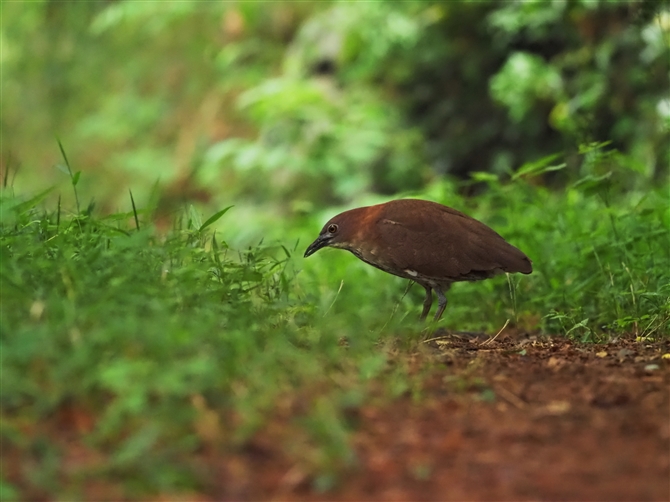 ~]SC,Japanese Night Heron