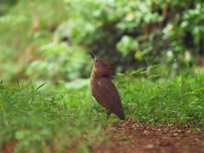 ~]SC,Japanese Night Heron