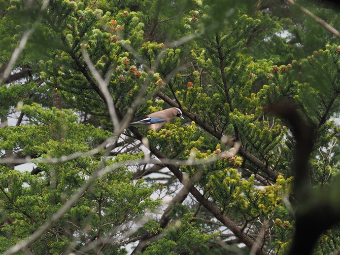 JPX,Eurasian Jay