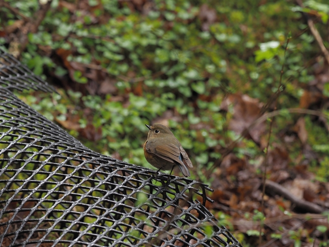 r^L,Red-flanked Bluetail