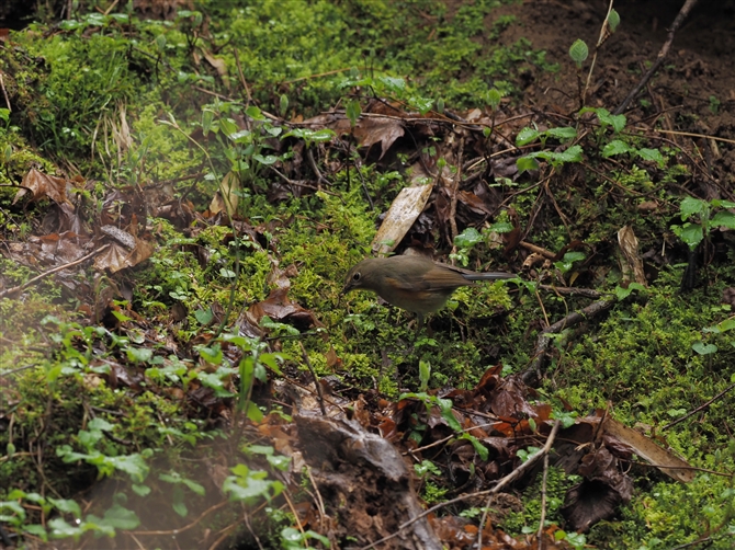 r^L,Red-flanked Bluetail