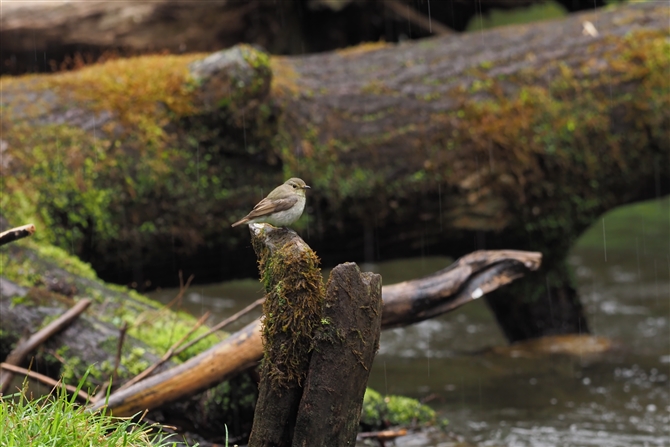 Lr^L,Narcissus Flycatcher