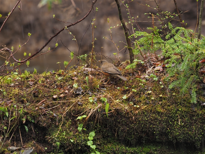 AJn,Brown-headed Thrush