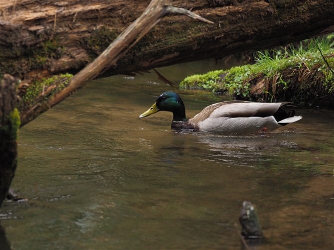 }K,Mallard