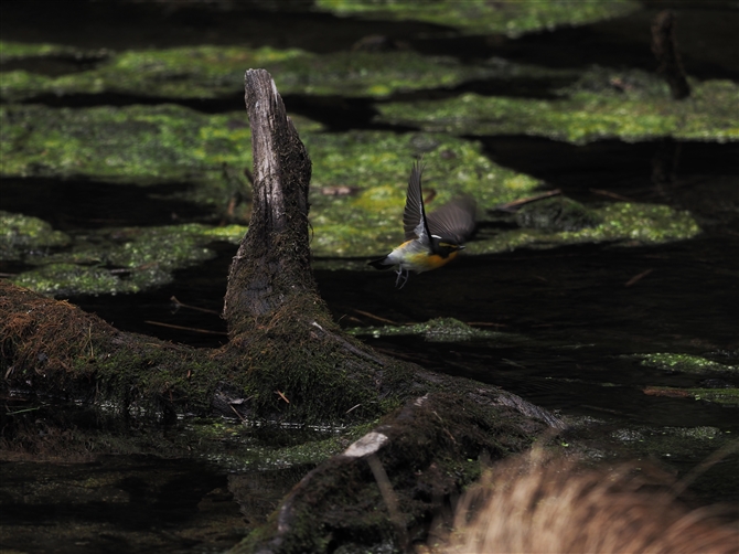 Lr^L,Narcissus Flycatcher