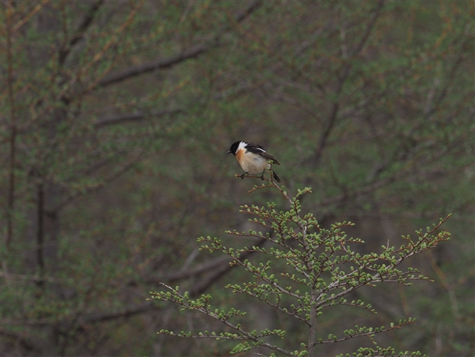 mr^L,Common Stonechat
