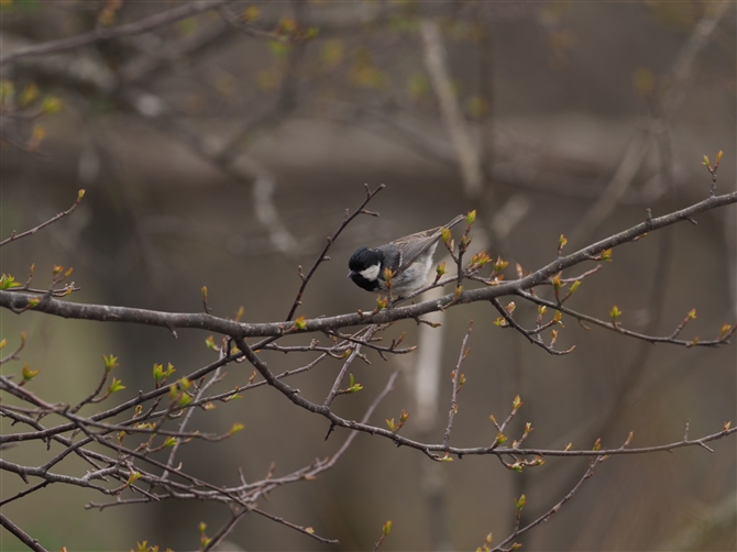 qK,Coal Tit