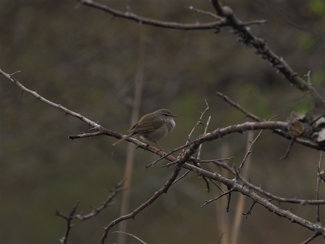 EOCX,Japanese Bush Warbler