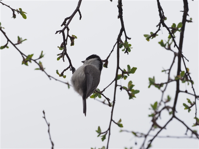 RK,Willow Tit