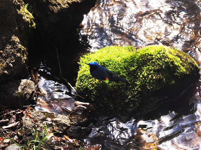 II,Blue-and-White Flycatcher