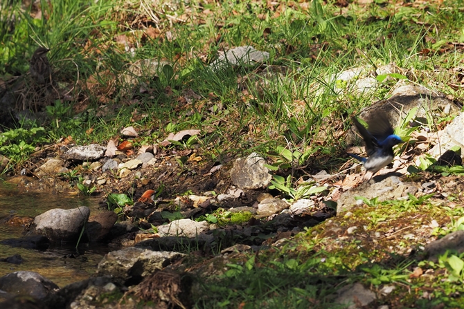 jEiCXY,Russet Sparrow