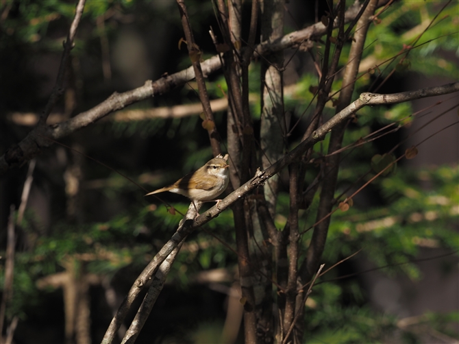 Z_CVNC,Eastern Crowned Warbler