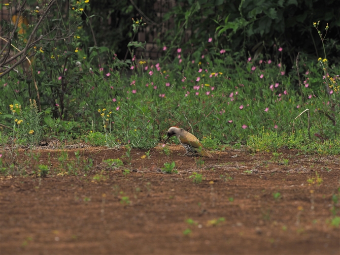 AIQ,Japanese Green Woodpecker