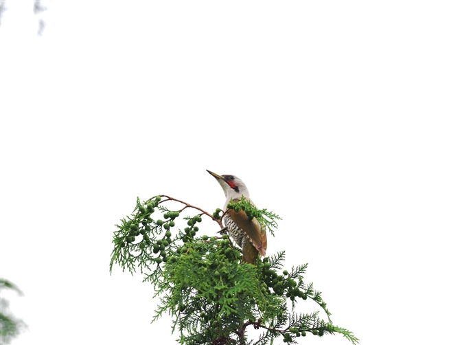 AIQ,Japanese Green Woodpecker