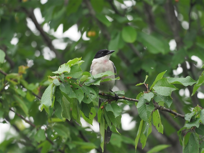 IiK,Azure-winged Magpie