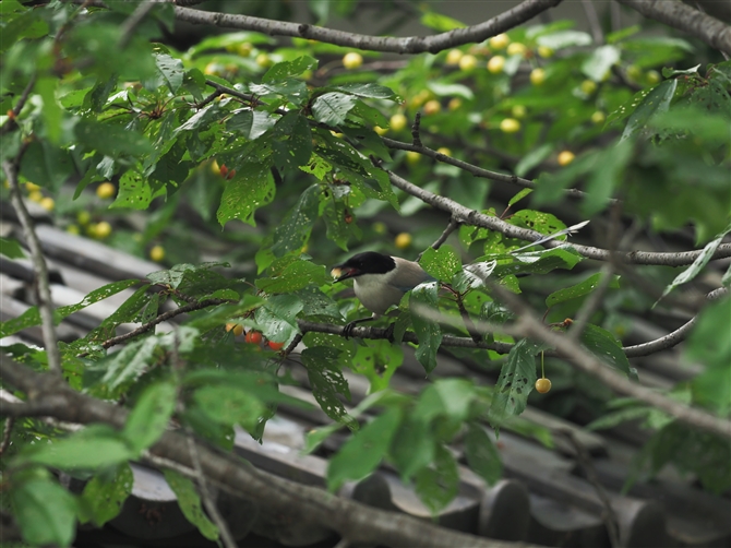 IiK,Azure-winged Magpie