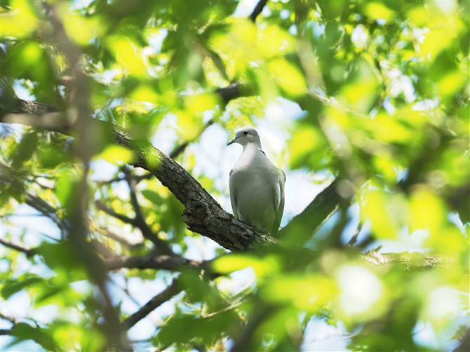 VRog,Eurasian Collared Dove