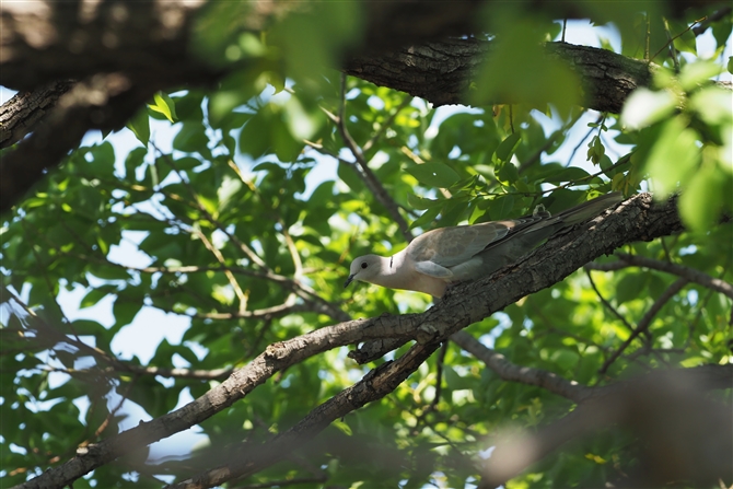 VRog,Eurasian Collared Dove