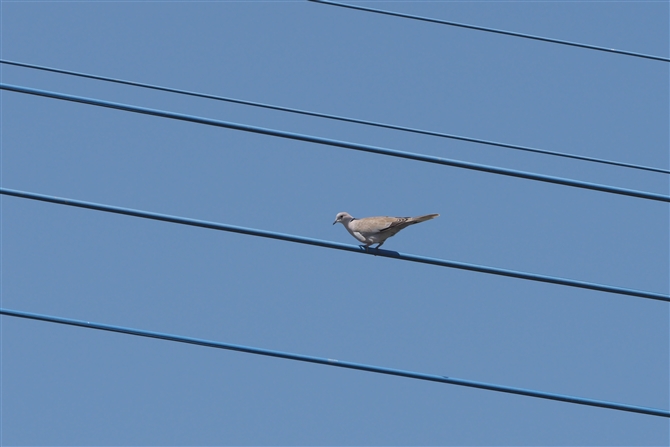 VRog,Eurasian Collared Dove