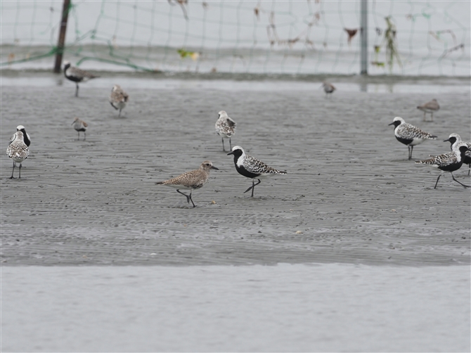 _C[,Grey Plover