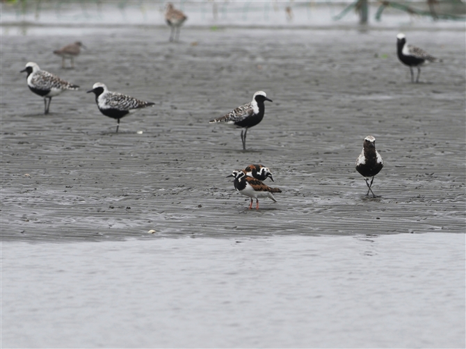 LEWVM,Ruddy Turnstone