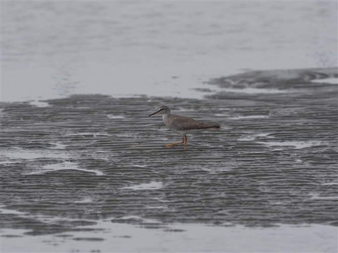 LAVVM,Grey-tailed Tattler