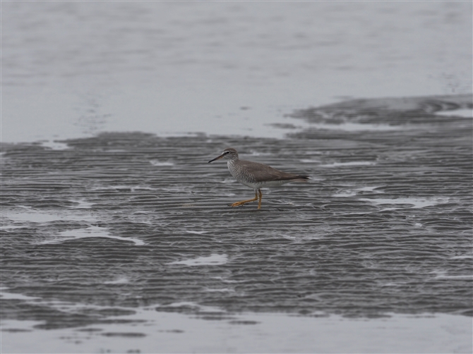 LAVVM,Grey-tailed Tattler