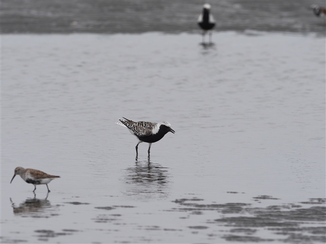 _C[,Grey Plover