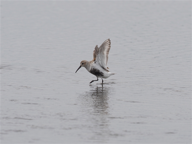 n}VM,Dunlin