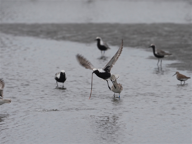 _C[,Grey Plover