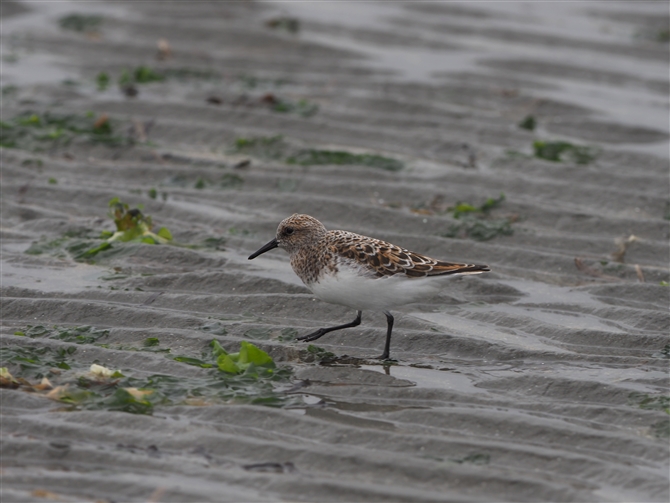 ~rVM,Sanderling