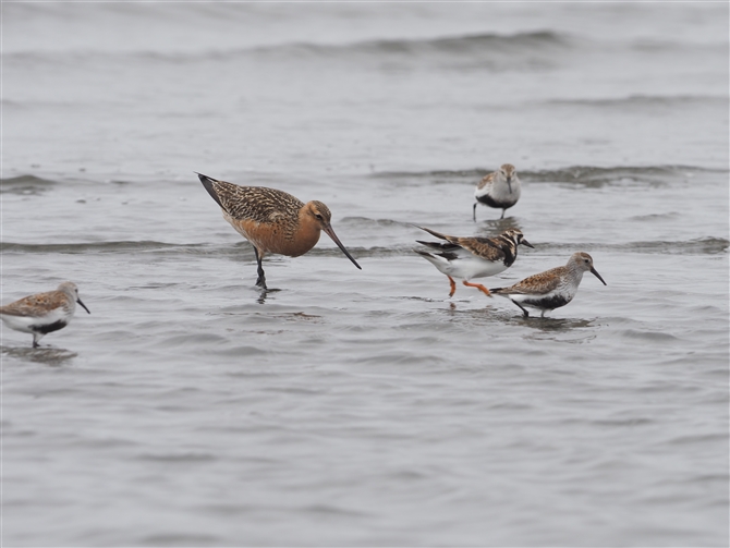 II\nVVM,Bar-tailed Godwit