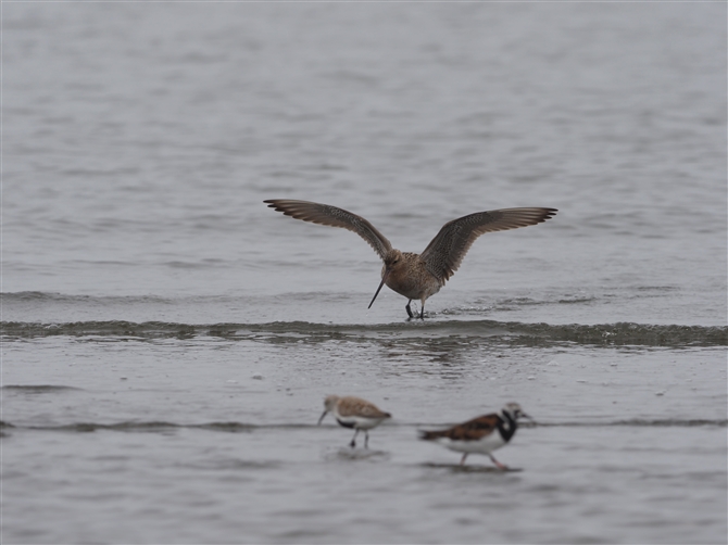 II\nVVM,Bar-tailed Godwit