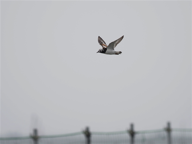 LEWVM,Ruddy Turnstone