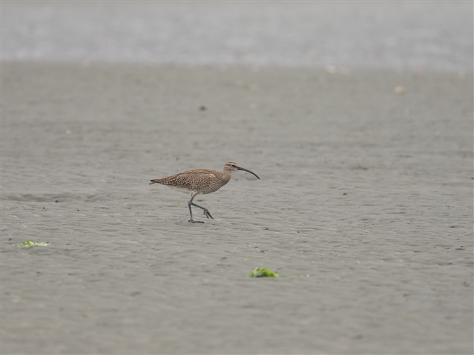 `EVNVM,Whimbrel