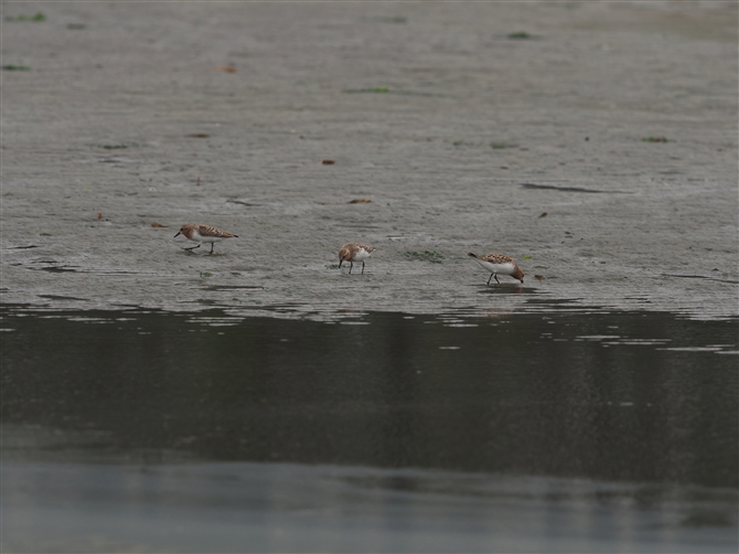 gEl,Red-necked Stint