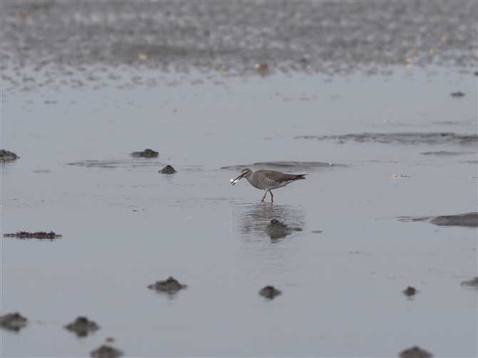 LAVVM,Grey-tailed Tattler