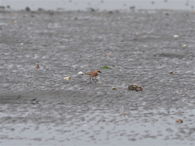 _C`h,Lesser Sandplover