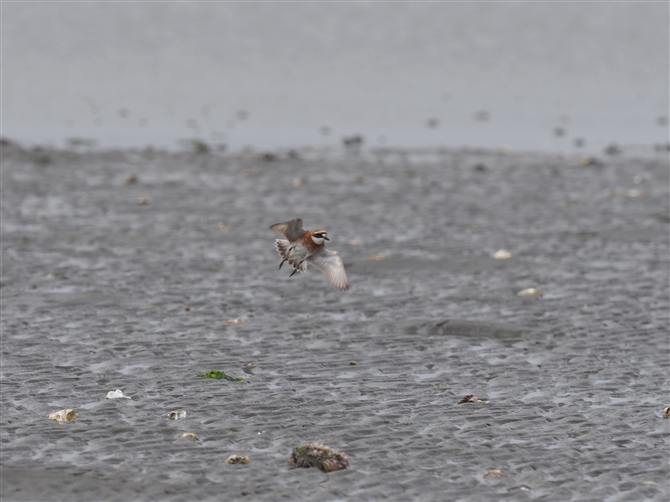 _C`h,Lesser Sandplover