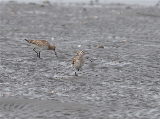 II\nVVM,Bar-tailed Godwit