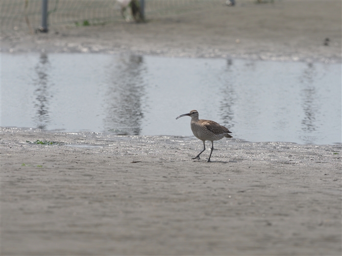 `EVNVM,Whimbrel