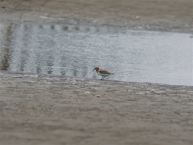 ~rVM,Sanderling